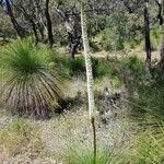 Xanthorrhoea australis 花