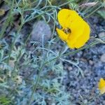 Eschscholzia parishii Flower