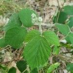 Rubus vestitus Frucht