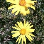 Doronicum clusii Λουλούδι