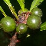 Clavija costaricana Fruit