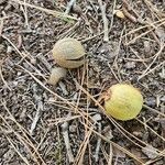 Carya glabra Fruit