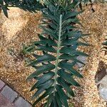 Encephalartos arenarius