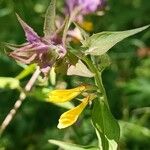 Melampyrum catalaunicum Cvet