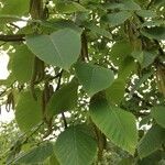 Betula maximowicziana Hostoa