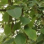 Betula maximowicziana Leaf