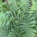 Dryopteris pallida Лист