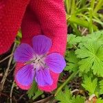 Geranium pratenseFlower