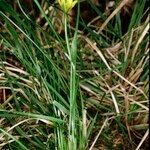 Gagea spathacea Habitat