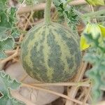 Citrullus colocynthis Fruto