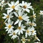 Chiliotrichum diffusum Květ