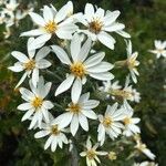 Chiliotrichum diffusum Flower