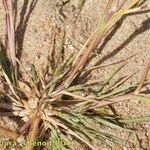 Panicum dichotomiflorum Habitus