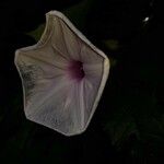 Ipomoea setifera 花