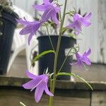 Campanula rapunculoidesFlors