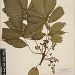 Toxicodendron succedaneum Other