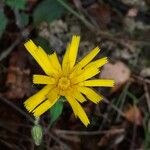 Hieracium glaucinum Квітка