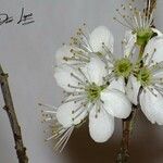 Prunus domesticaFlower