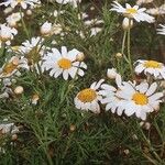 Argyranthemum haouarytheum