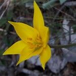 Tulipa sylvestris Květ