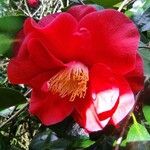 Camellia sasanqua 花