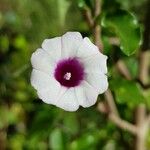 Ipomoea triloba Λουλούδι