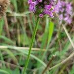 Stachys pradica Flower