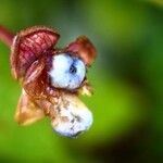 Psychotria urbaniana Fruit