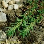 Polycnemum majus Libunga