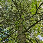 Populus deltoides Habit