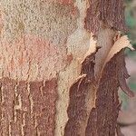 Corymbia ficifolia Kôra