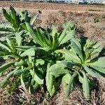 Lactuca virosa Hábito