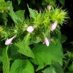 Galeopsis tetrahit Blomst