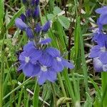 Veronica teucrium ശീലം