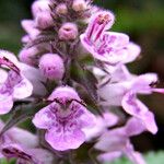 Stachys palustris फूल