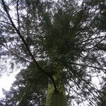 Abies grandis Habitus