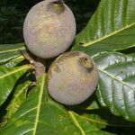 Genipa americana Frucht