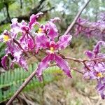 Cyrtochilum ioplocon Flor