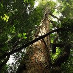 Pericopsis elata Habitat
