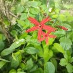 Silene virginica Flor