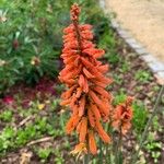 Kniphofia uvariaBlomma