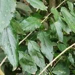 Erythrococca bongensis List