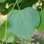 Tilia × euchlora Folla