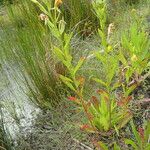 Oenothera subterminalis Habit