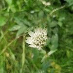 Astrantia majorBlomst