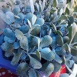 Kalanchoe pumila Hoja