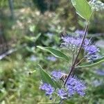 Caryopteris × clandonensis Çiçek