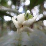 Atractocarpus pterocarpon Blomma