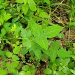 Geum canadense Leaf