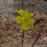 Verbascum xanthophoeniceum